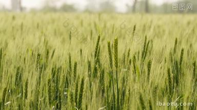 农村小麦即将成熟随风摆动
